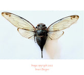 Tanna pseudocalis (Vietnam) A2